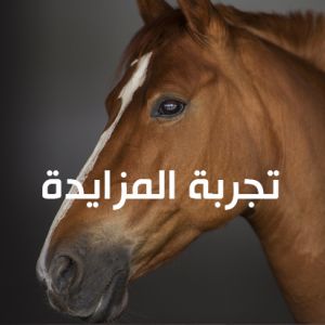تجربة مزاد ٢